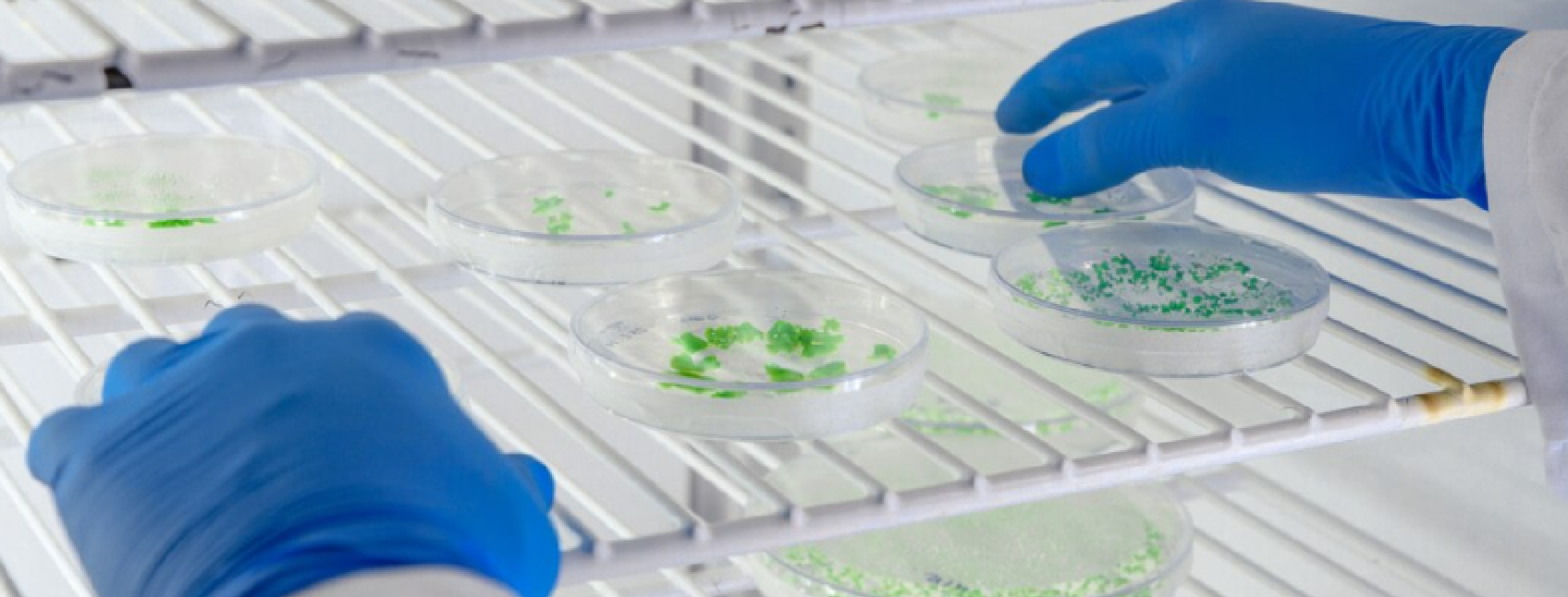 What İs Microbiology